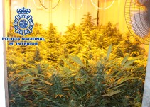 Los rebuznos de un burro llevan a la policía a una plantación de marihuana