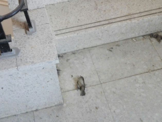 Pájaro muerto en el interior del edificio Pájaro muerto en el interior del edificio