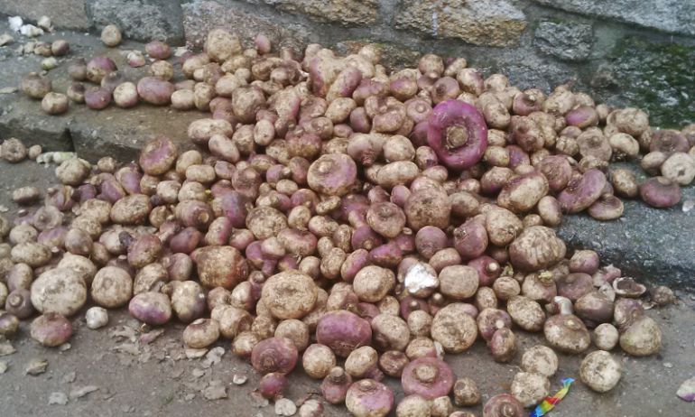 Algunos de los nabos que se arrojarán contra Jarramplas Algunos de los nabos que se arrojarán contra Jarramplas