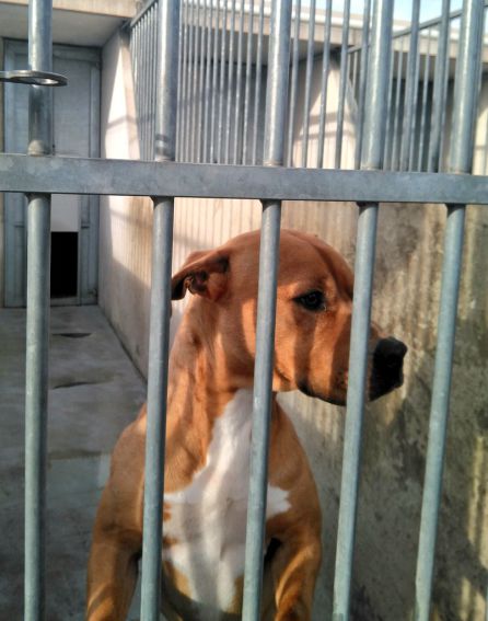 Uno de los perros que espera ser adoptado Uno de los perros que espera ser adoptado