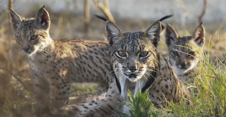 Ejemplares de lince en libertad. Ejemplares de lince en libertad.
