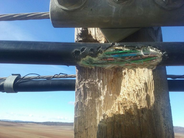 Imagen de un poste y un cable de teléfonos afectados por los pájaros picapinos en la zona de La Yunta. Imagen de un poste y un cable de teléfonos afectados por los pájaros picapinos en la zona de La Yunta.