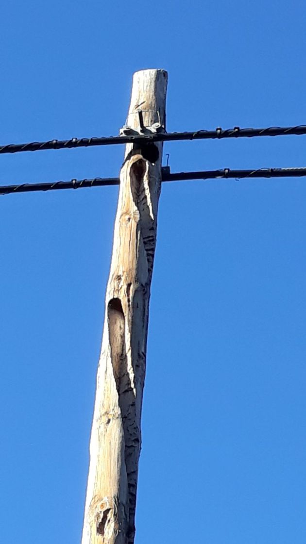 Imagen de un poste de teléfonos afectado por los 'picapinos'. Imagen de un poste de teléfonos afectado por los 'picapinos'.