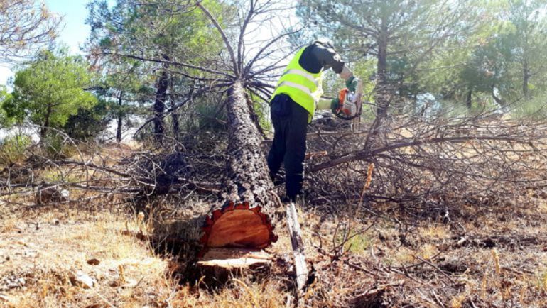 Intervención de control de plagas en la Sierra de Baza Intervención de control de plagas en la Sierra de Baza