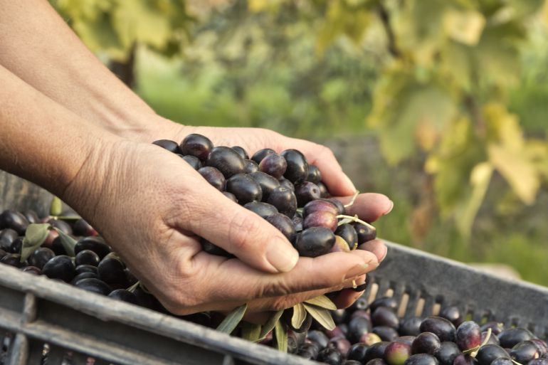 EEUU impone nuevos aranceles a la aceituna negra y pone en jaque las exportaciones EEUU impone nuevos aranceles a la aceituna negra y pone en jaque las exportaciones