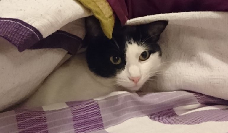 Para un francés 'gâteau' no es 'gato', aunque se parezca mucho a este 'falso amigo' del castellano Para un francés 'gâteau' no es 'gato', aunque se parezca mucho a este 'falso amigo' del castellano