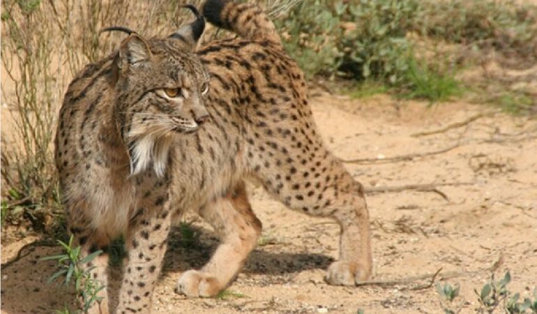 Lince Ibérico Lince Ibérico