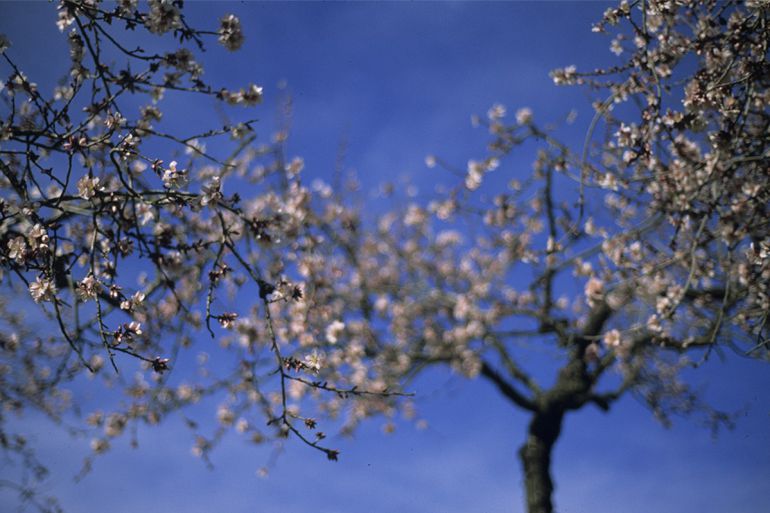 Málaga Insólita: Los almendros en flor explotan en la provincia Málaga Insólita: Los almendros en flor explotan en la provincia