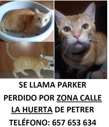 Parker desapareció hace unos días Parker desapareció hace unos días