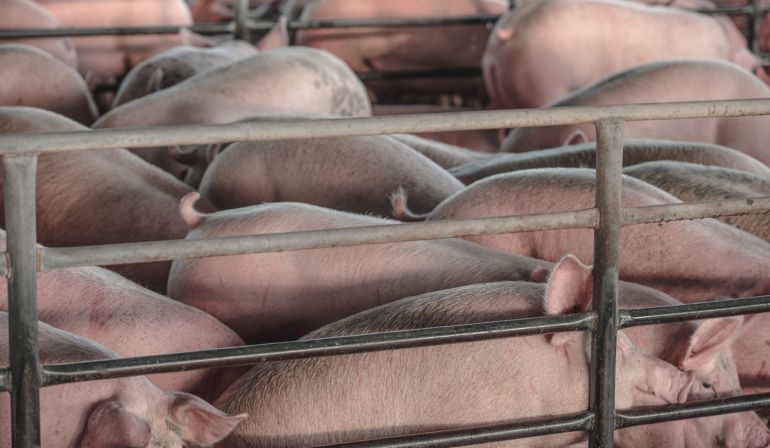 Autorizan la construcción de una granja para 2.685 cerdos con horno de incineración en Almendros Autorizan la construcción de una granja para 2.685 cerdos con horno de incineración en Almendros