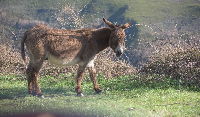Los 'falsos amigos' de la traducción nos llevan a confundir un 'burro' italiano con un 'burro' español Los 'falsos amigos' de la traducción nos llevan a confundir un 'burro' italiano con un 'burro' español