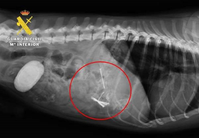 Radiografía en la que se aprecian los alfileres ingeridos por un perro que comió carne manipulada por el condenado por maltrato animal Radiografía en la que se aprecian los alfileres ingeridos por un perro que comió carne manipulada por el condenado por maltrato animal