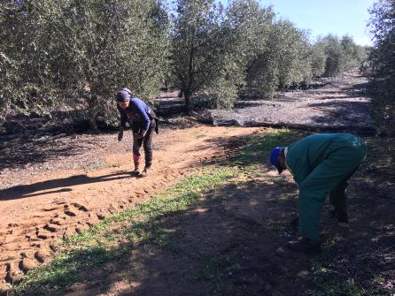 El olivar, fuente de riqueza en la provincia de Córdoba El olivar, fuente de riqueza en la provincia de Córdoba