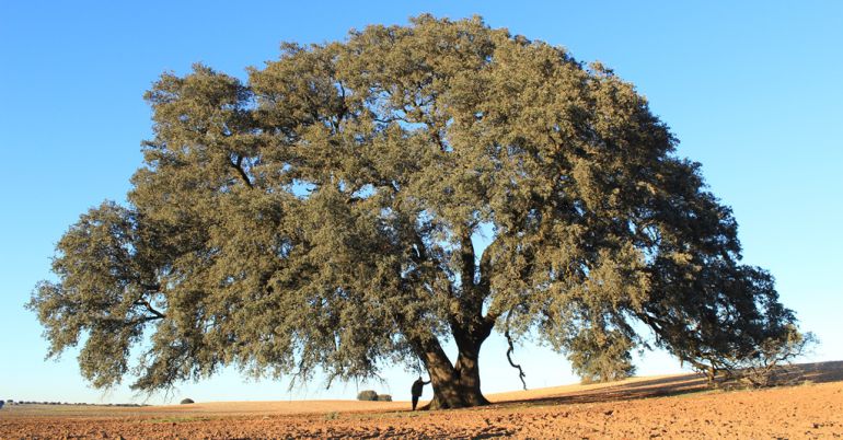Carrasca Ruli o carrasca Gorda de Mota del Cuervo. Carrasca Ruli o carrasca Gorda de Mota del Cuervo.