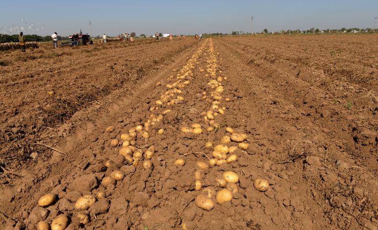 Fallece atrapada en una máquina de recogida de patatas Fallece atrapada en una máquina de recogida de patatas