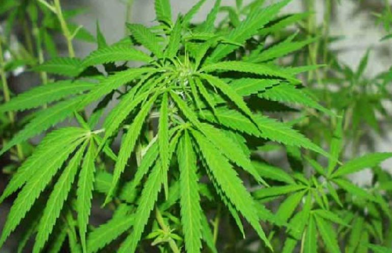 Plantación de marihuana Plantación de marihuana