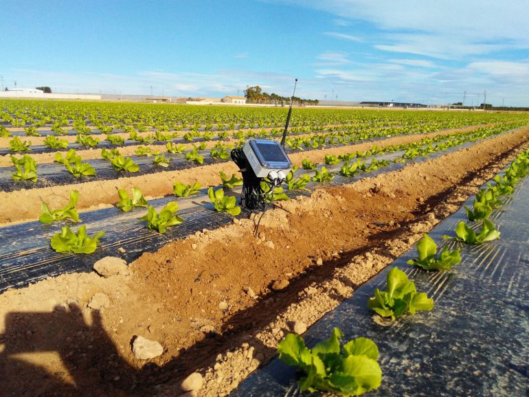 Un cultivo moniterizado por un sensor que informa de las variables tanto de la planta como de la tierra Un cultivo moniterizado por un sensor que informa de las variables tanto de la planta como de la tierra