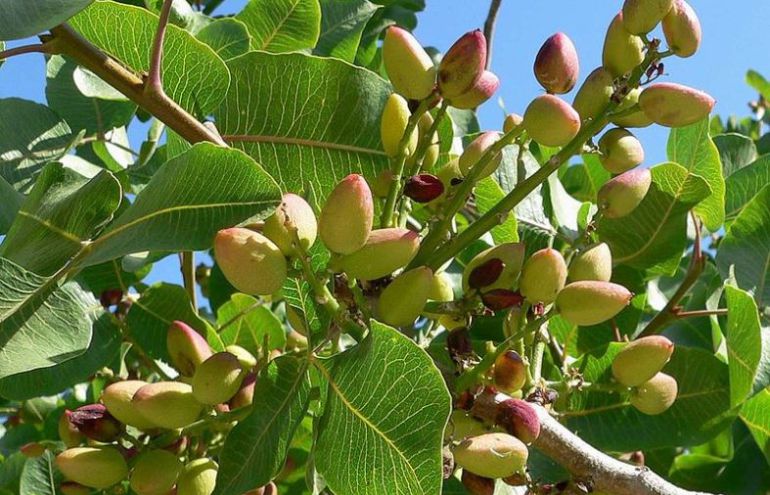 La superficie dedicada al cultivo del pistacho se ha triplicado en Cuenca desde 2015. La superficie dedicada al cultivo del pistacho se ha triplicado en Cuenca desde 2015.