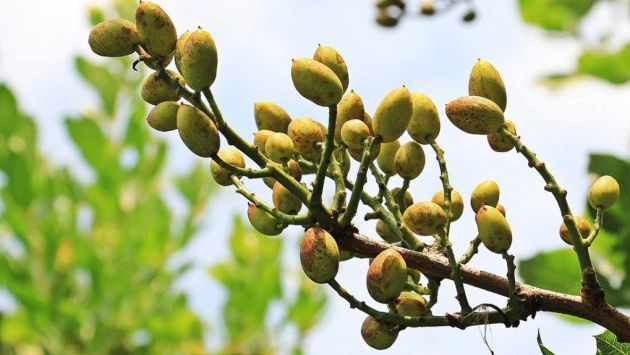 El pistacho de la Mancha es el de mayor calidad del mundo. El pistacho de la Mancha es el de mayor calidad del mundo.