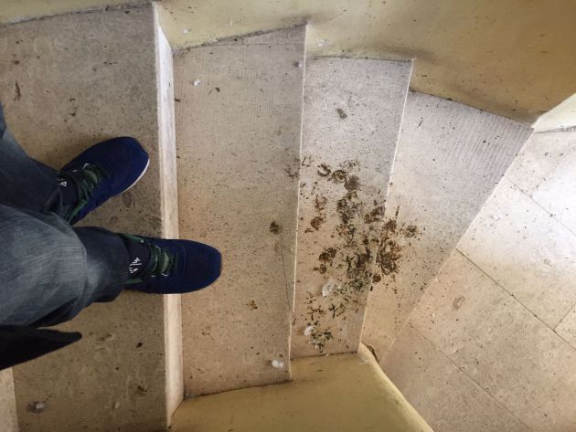 Ilicitanos por Elche denuncia falta de mantenimiento en el Palacio de Altamira Ilicitanos por Elche denuncia falta de mantenimiento en el Palacio de Altamira