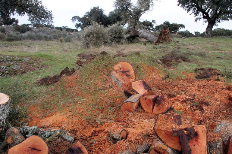 Imagen de la tala de encinas realizada en Retortillo. Imagen de la tala de encinas realizada en Retortillo.