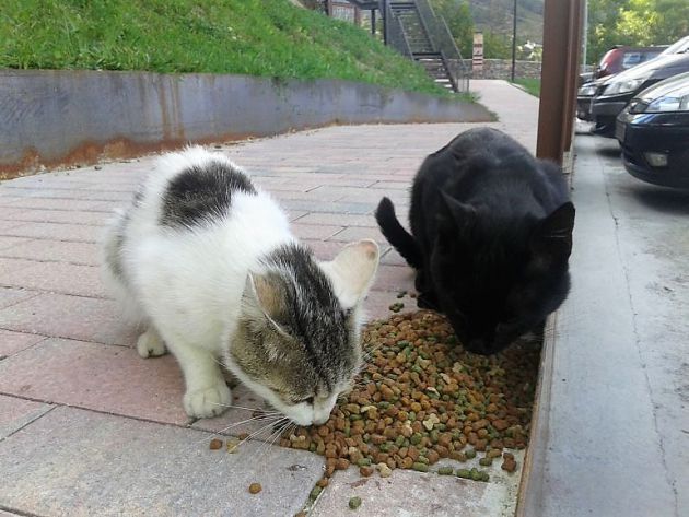 El Ayuntamiento de Yebes (Guadalajara) realizará un plan de control de gatos callejeros: Yebes realiza un plan de control de gatos callejeros El Ayuntamiento de Yebes (Guadalajara) realizará un plan de control de gatos callejeros: Yebes realiza un plan de control de gatos callejeros