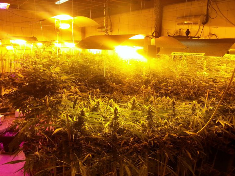 Plantación de marihuana ajena a la información Plantación de marihuana ajena a la información