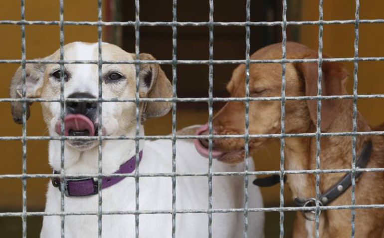 La perrera de Maó se ha ampliado para acoger más gatos. La perrera de Maó se ha ampliado para acoger más gatos.