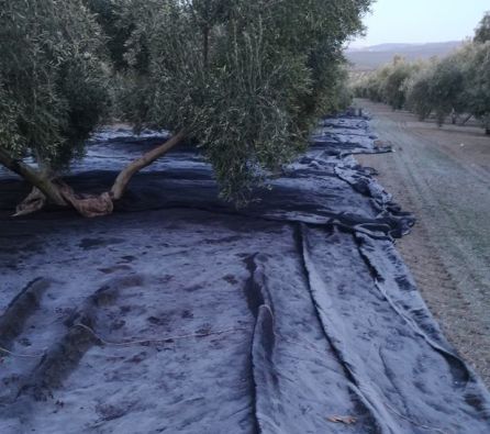 Así amanecen los mantones helados en el olivar después del frío de la madrugada. Así amanecen los mantones helados en el olivar después del frío de la madrugada.