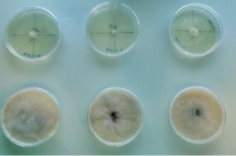 Cepas del hongo Fusarium circinatum creciendo en medio de cultivo para la posterior extracción de ARN Cepas del hongo Fusarium circinatum creciendo en medio de cultivo para la posterior extracción de ARN