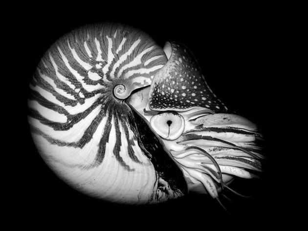 Un nautilus fotografiado por Cristiba Un nautilus fotografiado por Cristiba