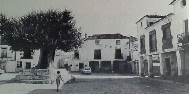 Olmo centenario de Torralba. Olmo centenario de Torralba.