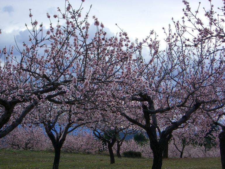 Almendros en flor. Almendros en flor.