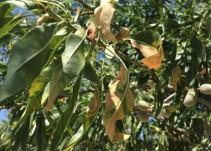 Más xylella en la Comunitat Valenciana