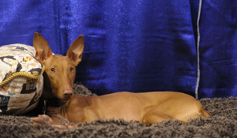 Imágen de un perro podenco. Imágen de un perro podenco.