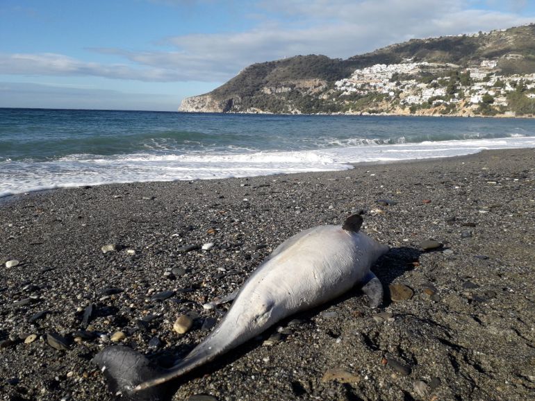 Delfín muerto hallado en la Playa de la Herradura Delfín muerto hallado en la Playa de la Herradura