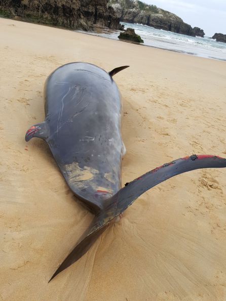 Aparece un zifio de 5 metros en la playa de Ris Aparece un zifio de 5 metros en la playa de Ris