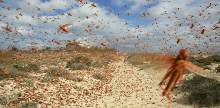Las plagas de langosta aún siguen produciéndose en distintos lugares del mundo con efectos devastadores. En la imagen, plaga de langosta sobre Corralejo, en Fuerteventura, en la primavera de 2016. Las plagas de langosta aún siguen produciéndose en distintos lugares del mundo con efectos devastadores. En la imagen, plaga de langosta sobre Corralejo, en Fuerteventura, en la primavera de 2016.