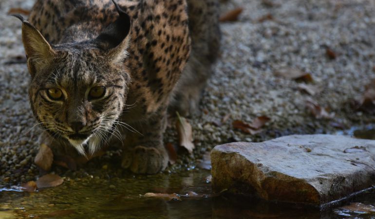 Un lince ibérico hidratándose Un lince ibérico hidratándose