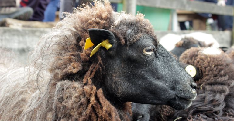 La oveja de raza xalda recupera su importancia gracias a los productos sostenibles de fieltro de lana La oveja de raza xalda recupera su importancia gracias a los productos sostenibles de fieltro de lana