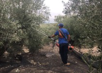 El BOE publica, por fin, la reducción de las peonadas