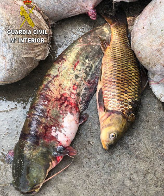 Siluro y carpa Siluro y carpa