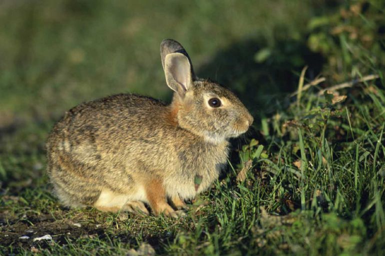 Asaja: "La plaga de conejos en la zona sur de Palencia es insostenible" Asaja: "La plaga de conejos en la zona sur de Palencia es insostenible"