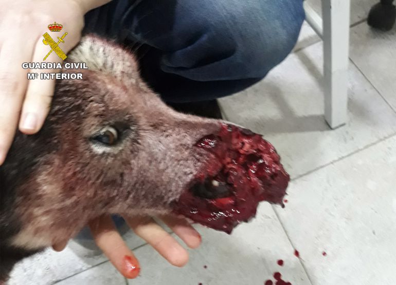 Estado del perro antes de ser sacrificado Estado del perro antes de ser sacrificado