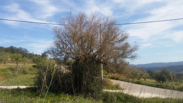 La Comisión Europea respalda las medidas adoptadas para evitar la expansión de la Xylella fastidiosa La Comisión Europea respalda las medidas adoptadas para evitar la expansión de la Xylella fastidiosa