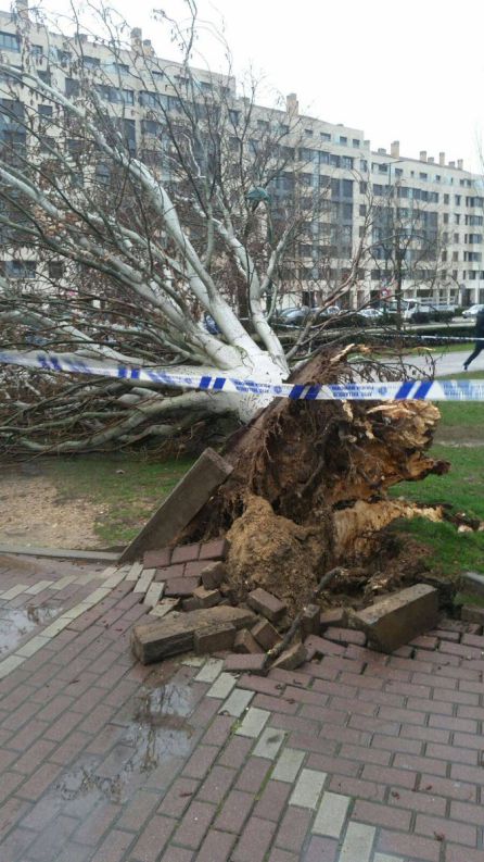 Herido tras la caída de un árbol de grandes dimensiones Herido tras la caída de un árbol de grandes dimensiones