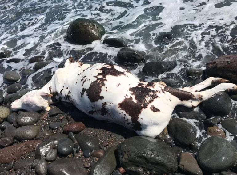 El mar deja en la costa una vaca muerta El mar deja en la costa una vaca muerta