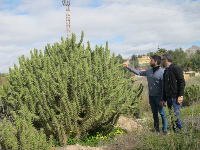 Concejal y técnico junto a un cactus invasor Concejal y técnico junto a un cactus invasor