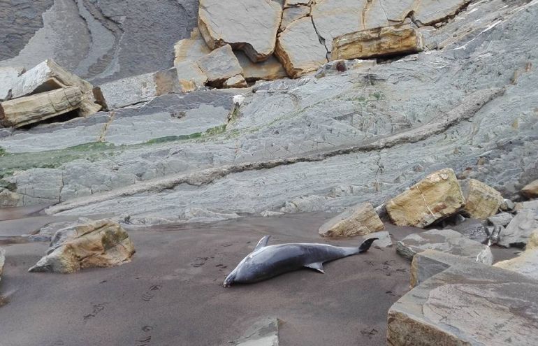Aparece un delfín varado en Sopela Aparece un delfín varado en Sopela