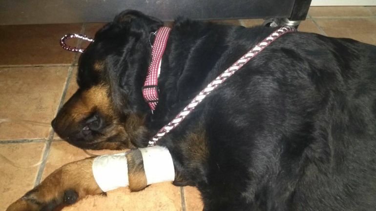 Perro envenenado el año pasado. Perro envenenado el año pasado.